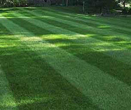 striped lawn